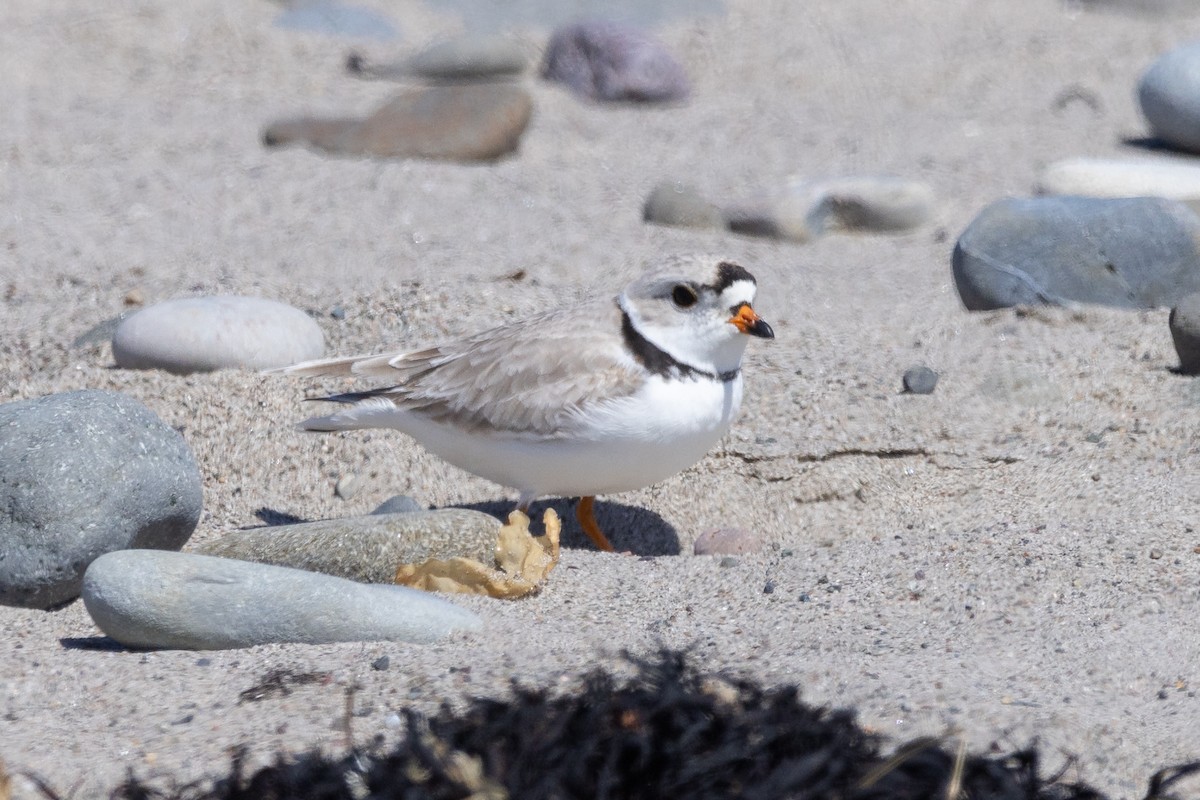 Piping Plover - ML618020107