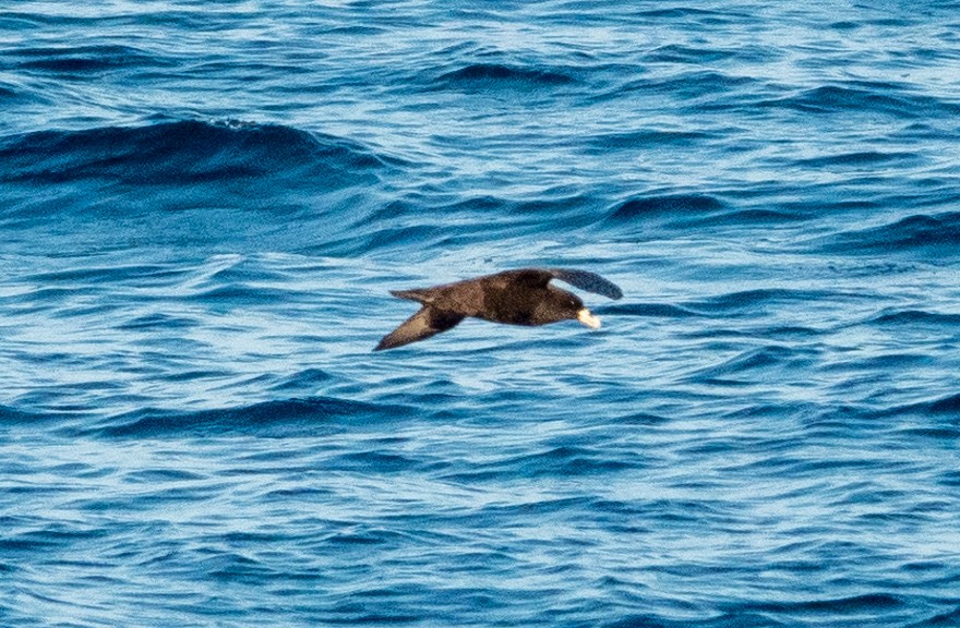 White-chinned Petrel - Dale Pate