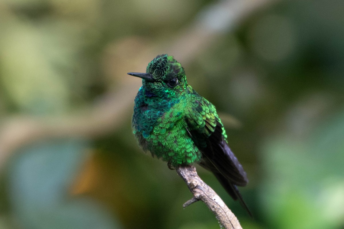 Green-crowned Brilliant - ML618020149