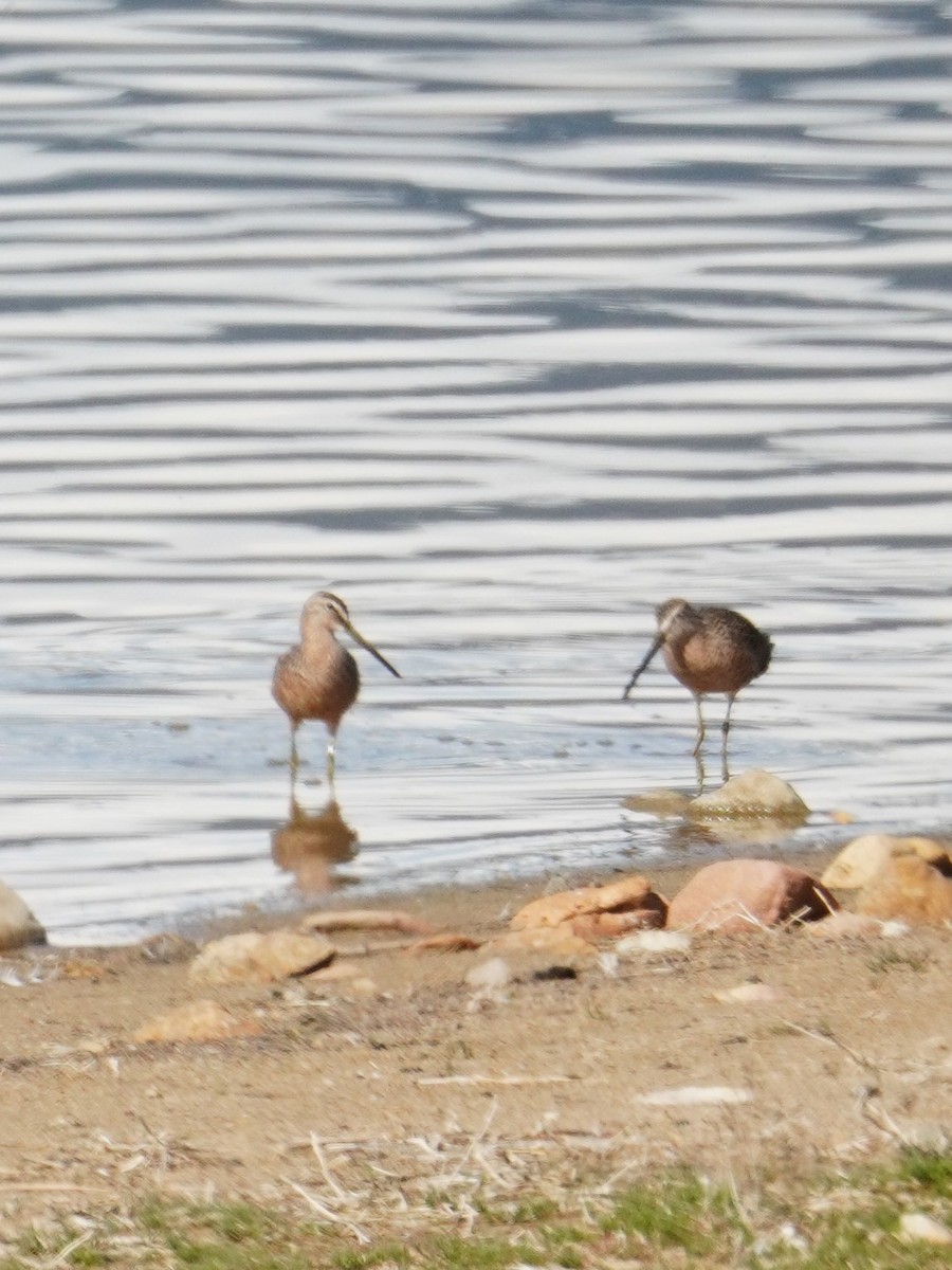 Long-billed Dowitcher - ML618020179