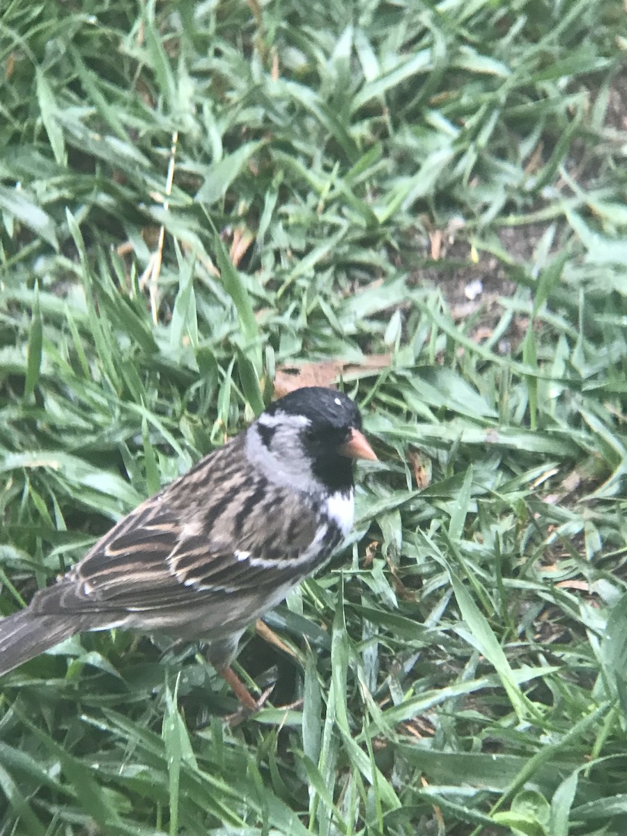 Harris's Sparrow - ML618020183