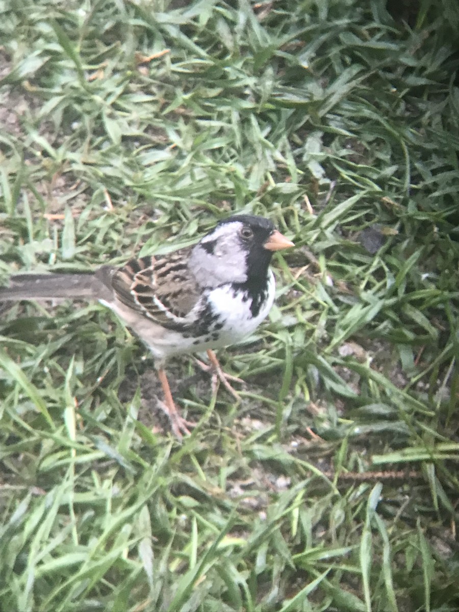 Harris's Sparrow - ML618020184