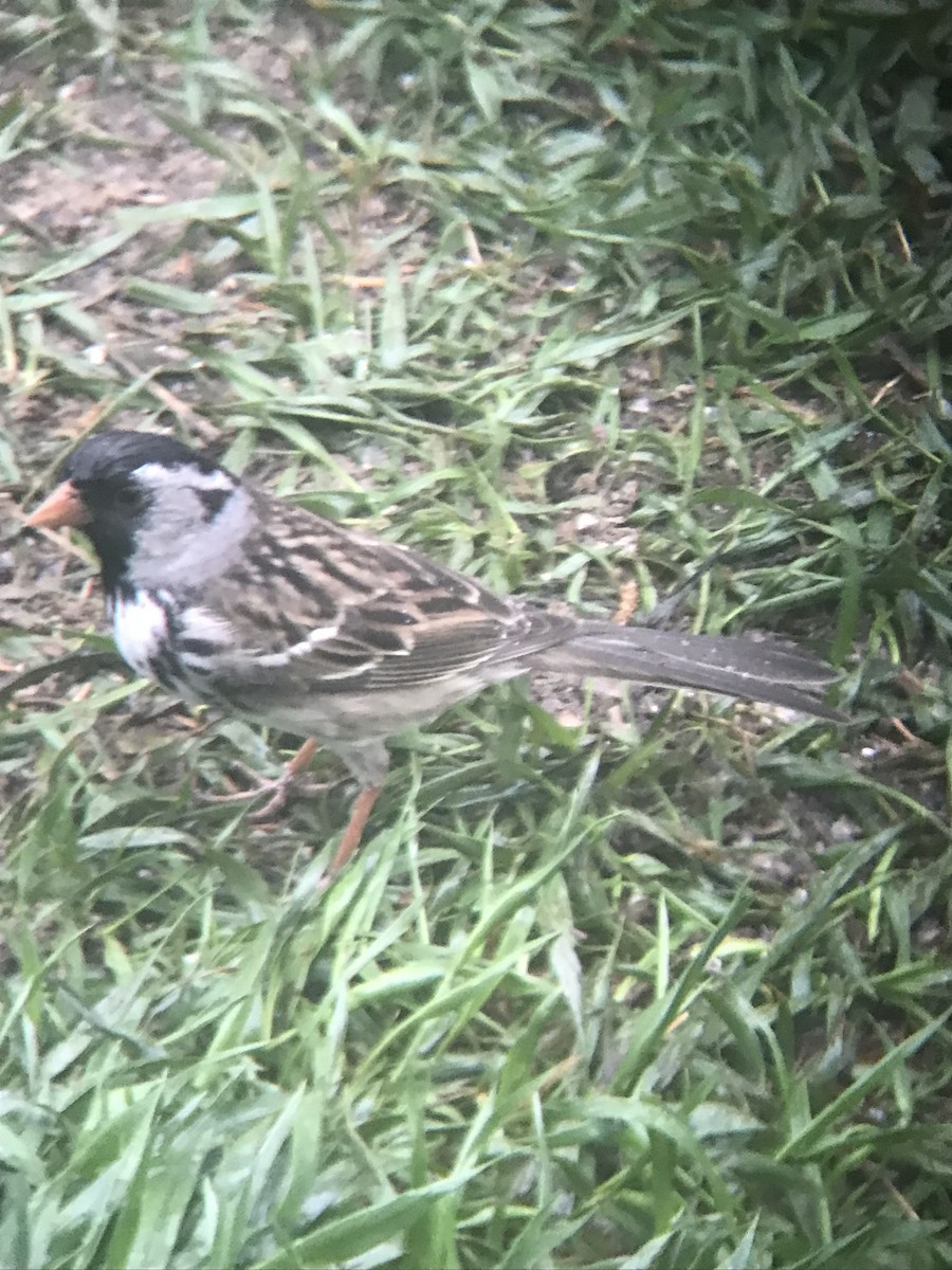 Harris's Sparrow - ML618020185