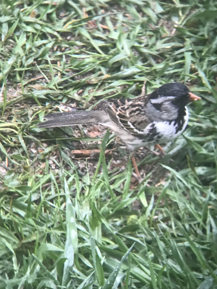 Harris's Sparrow - ML618020186