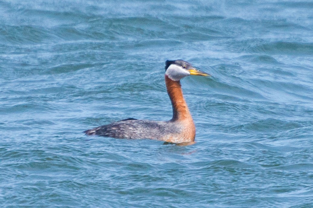Red-necked Grebe - ML618020194