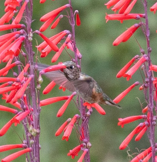 Rufous/Allen's Hummingbird - ML618020211
