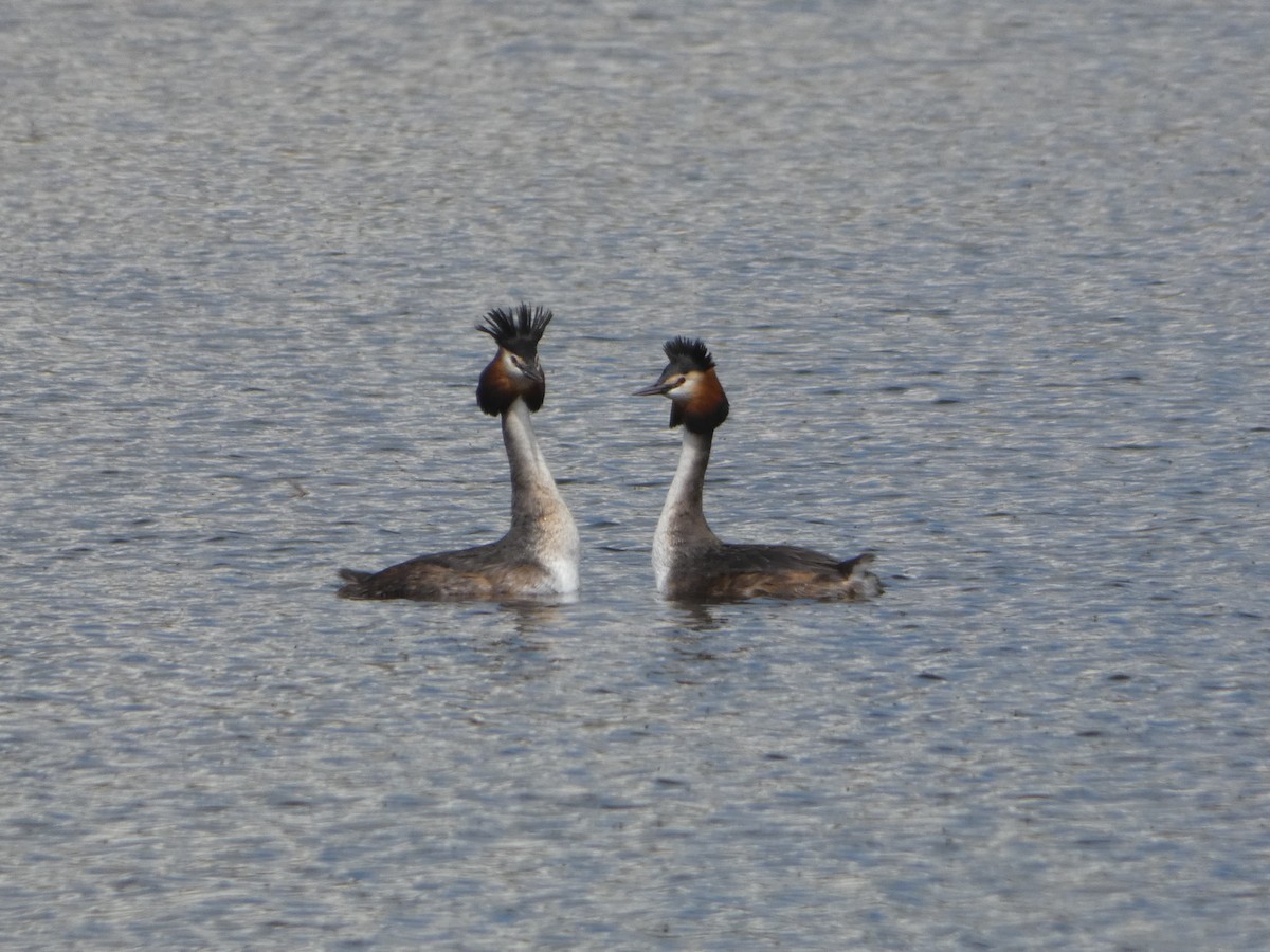 Great Crested Grebe - ML618020235