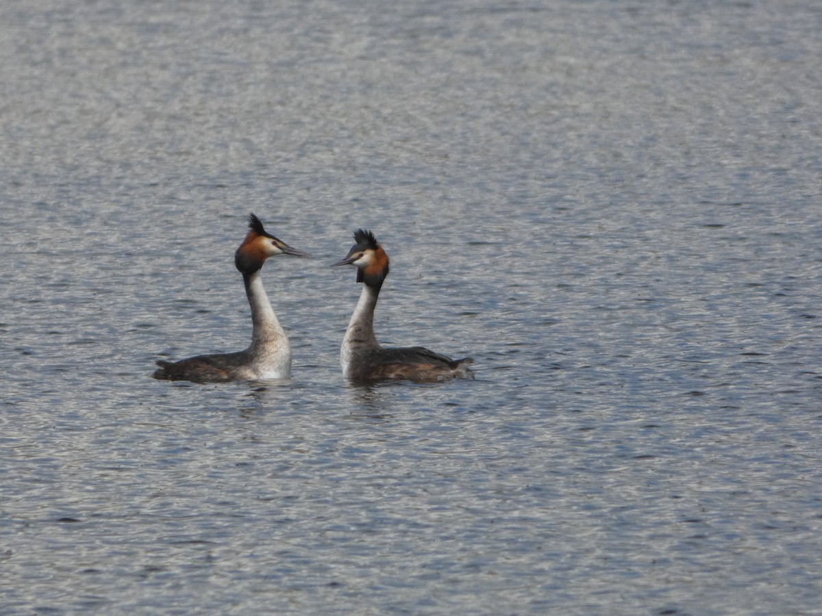 Great Crested Grebe - Josh Hedley