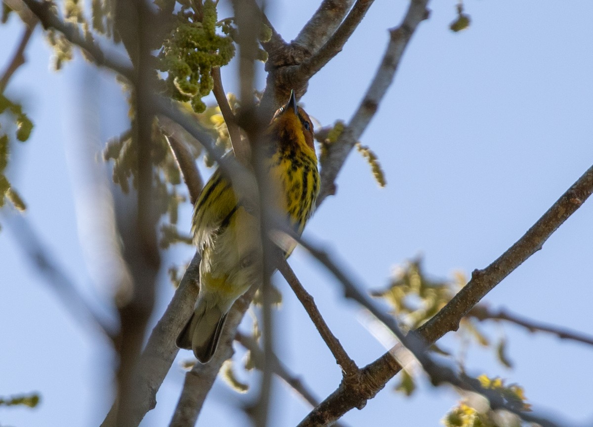 Cape May Warbler - ML618020246