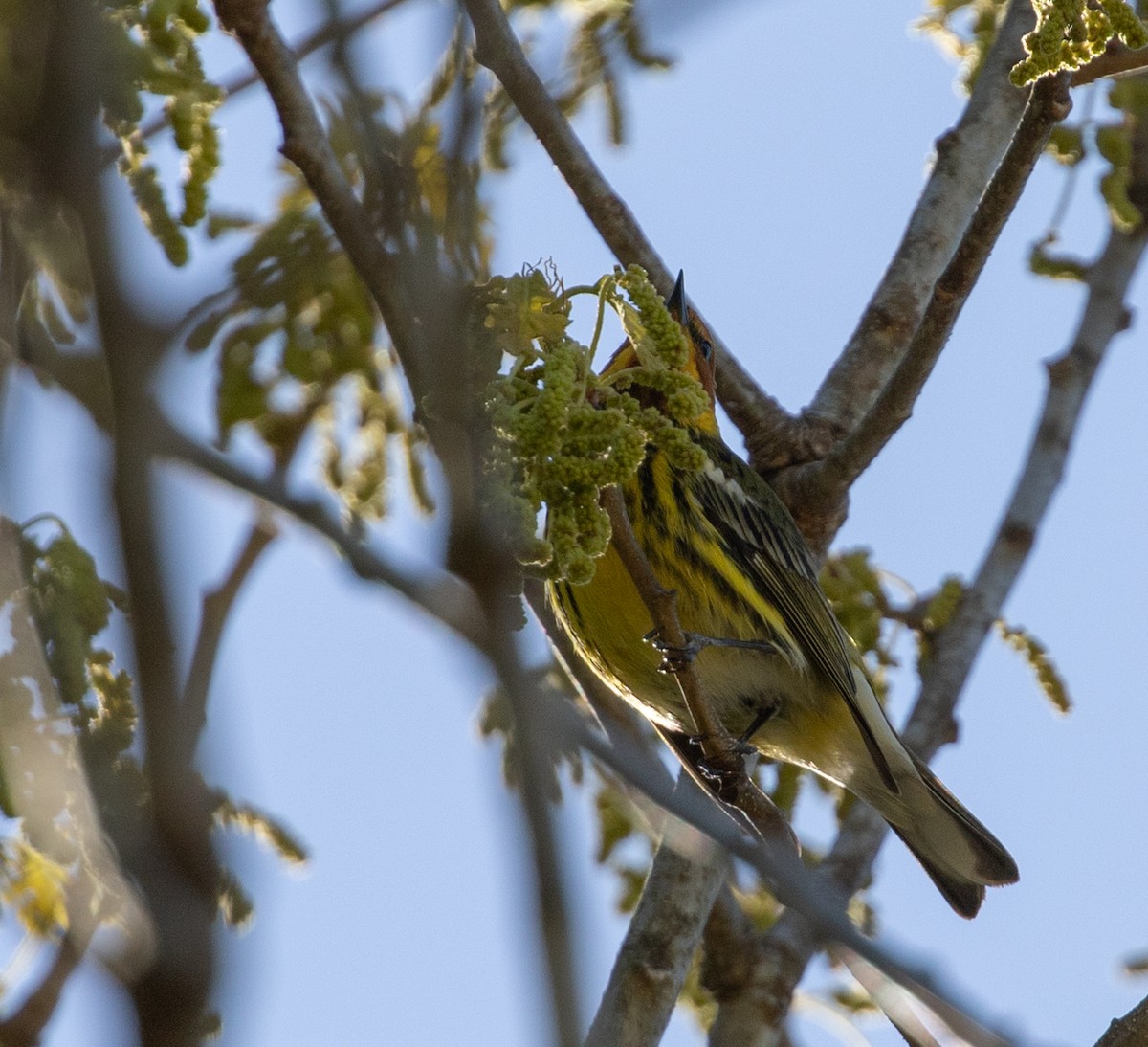 Cape May Warbler - ML618020247