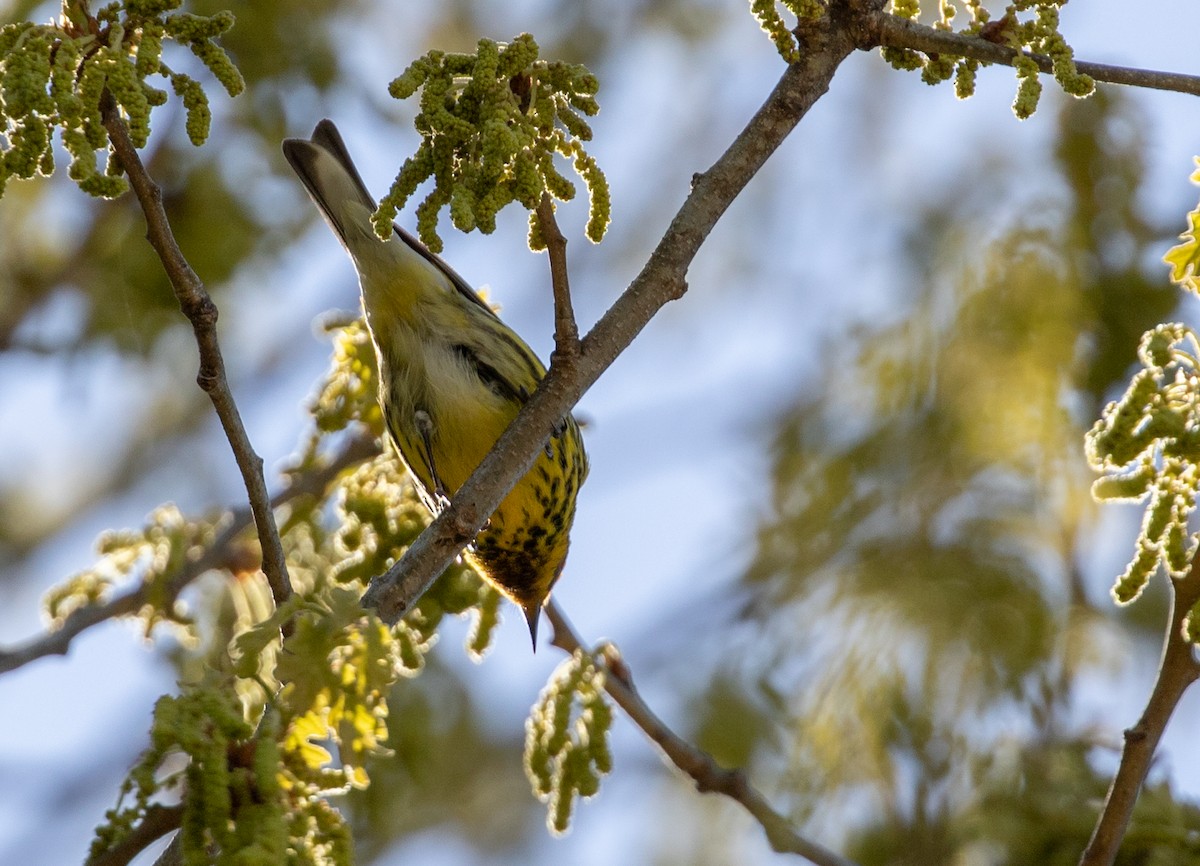 Cape May Warbler - ML618020248