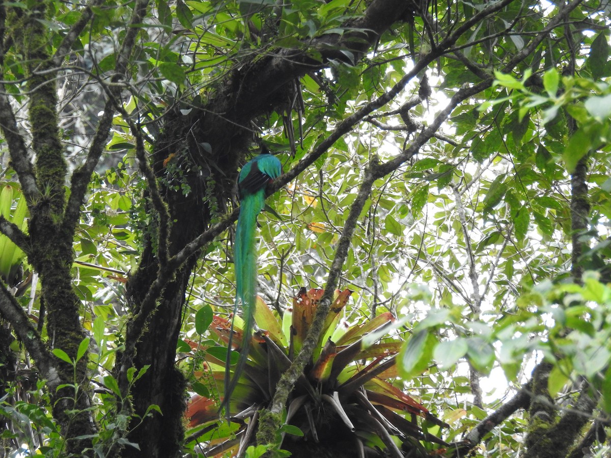 Quetzal Guatemalteco - ML618020249