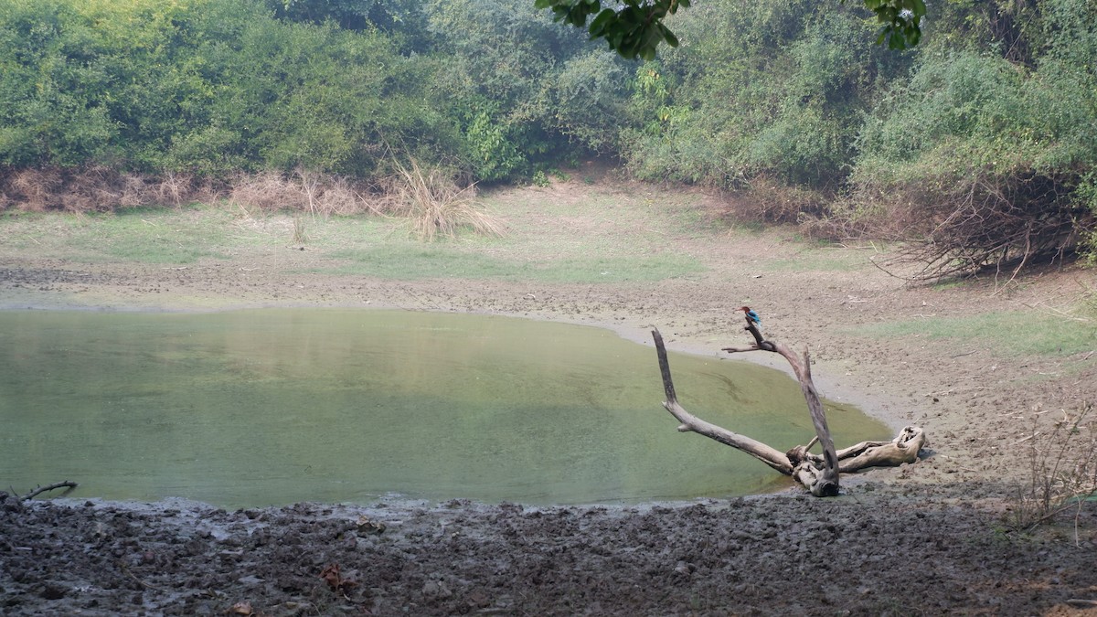 White-throated Kingfisher - Kartikeya Gupta