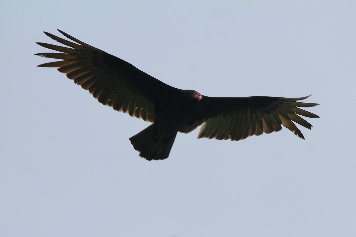 Turkey Vulture - ML618020303