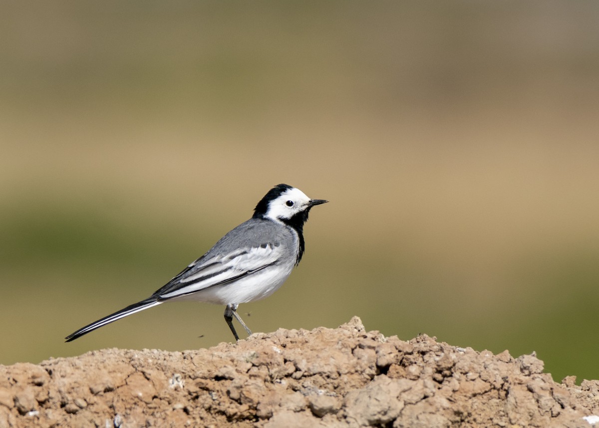 White Wagtail (White-faced) - ML618020311