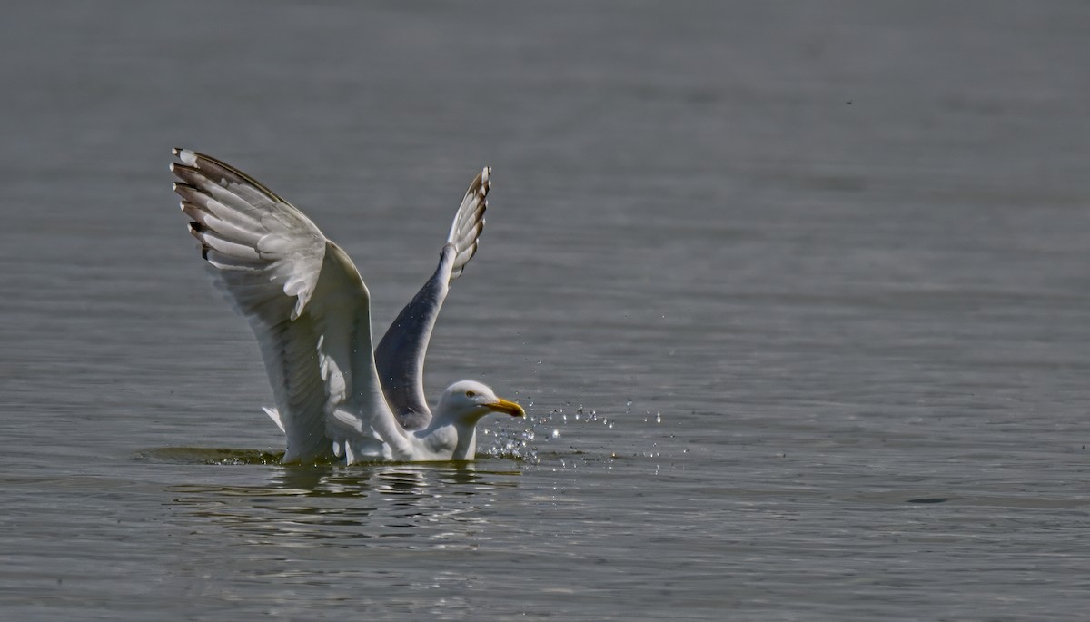 Yellow-legged Gull - František Straka