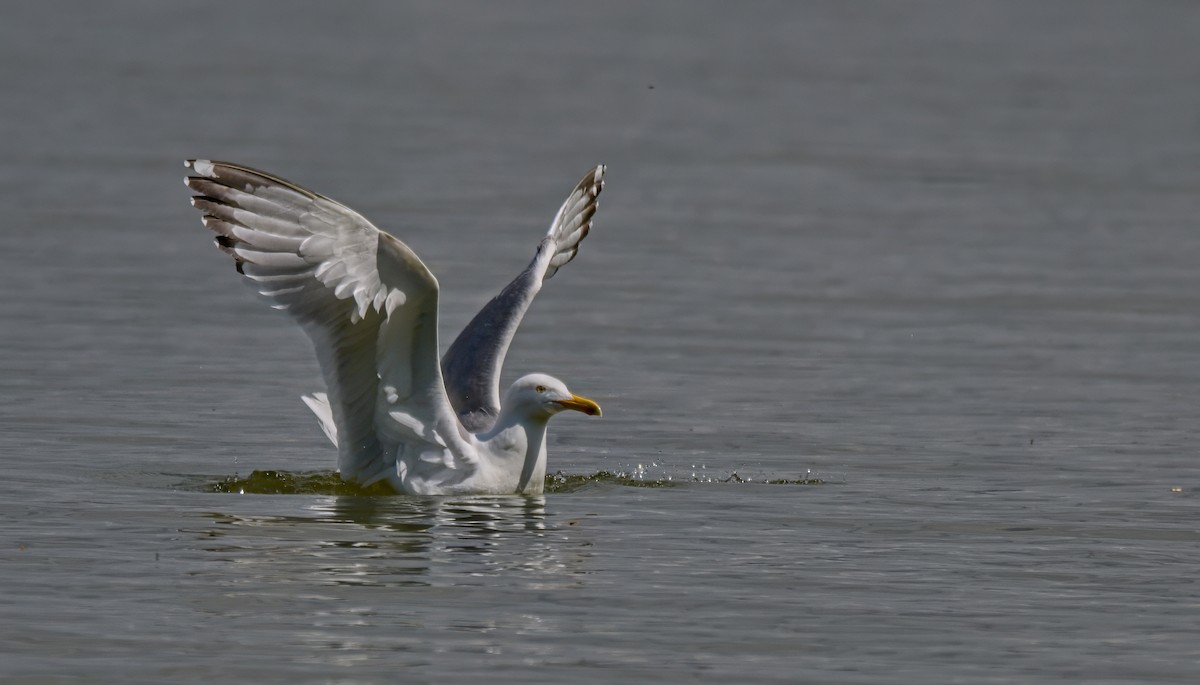 Yellow-legged Gull - František Straka
