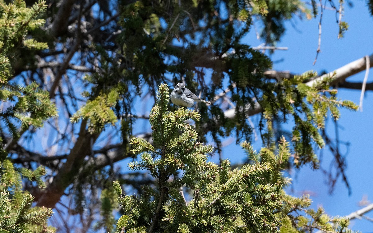 Black-throated Gray Warbler - ML618020370