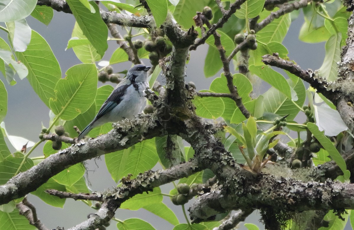Azure-rumped Tanager - ML618020378