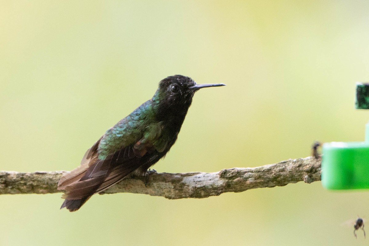 Black-bellied Hummingbird - ML618020384