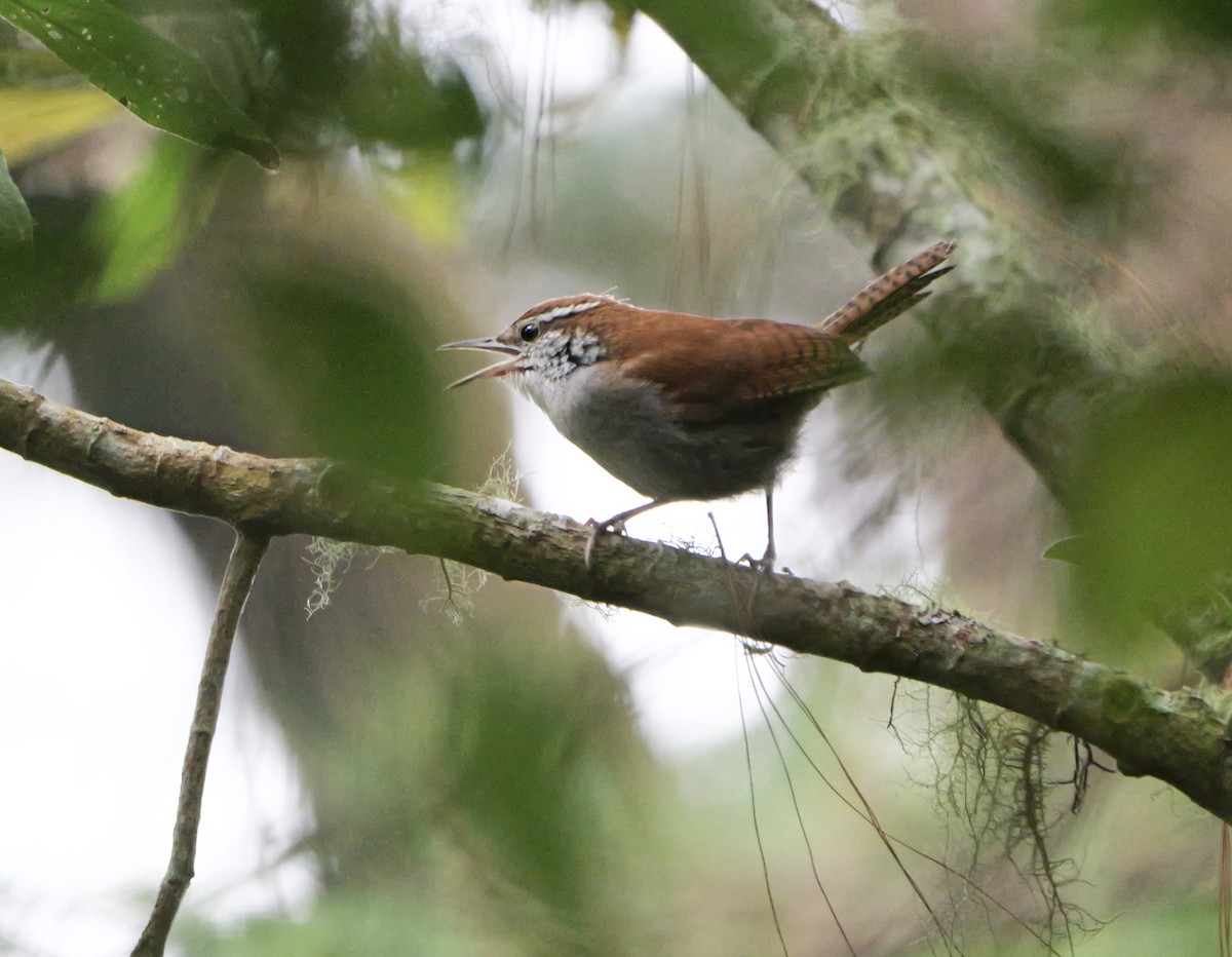 Rufous-and-white Wren - Micah Riegner