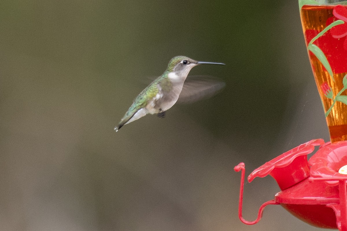 Ruby-throated Hummingbird - ML618020392