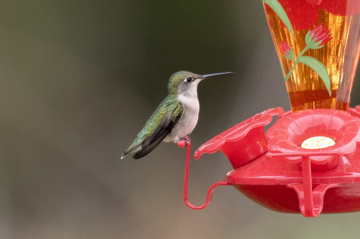 Ruby-throated Hummingbird - Donna Wadsley