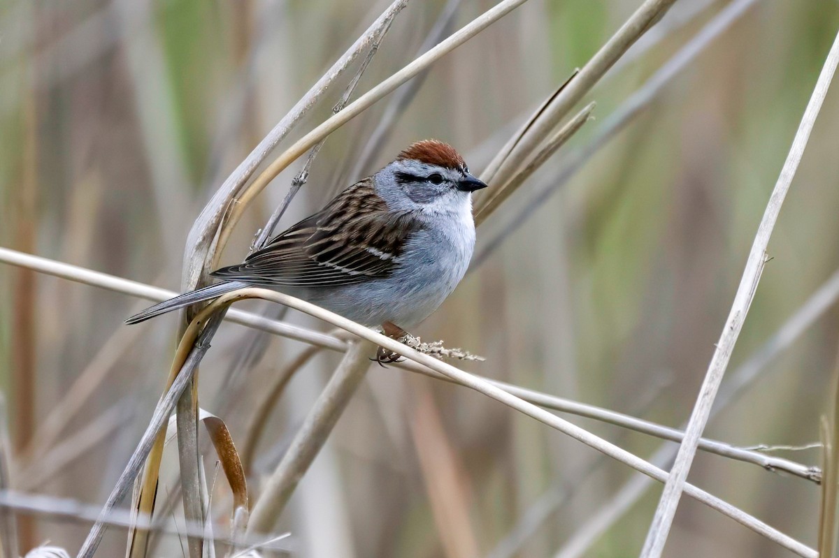 Chipping Sparrow - ML618020420