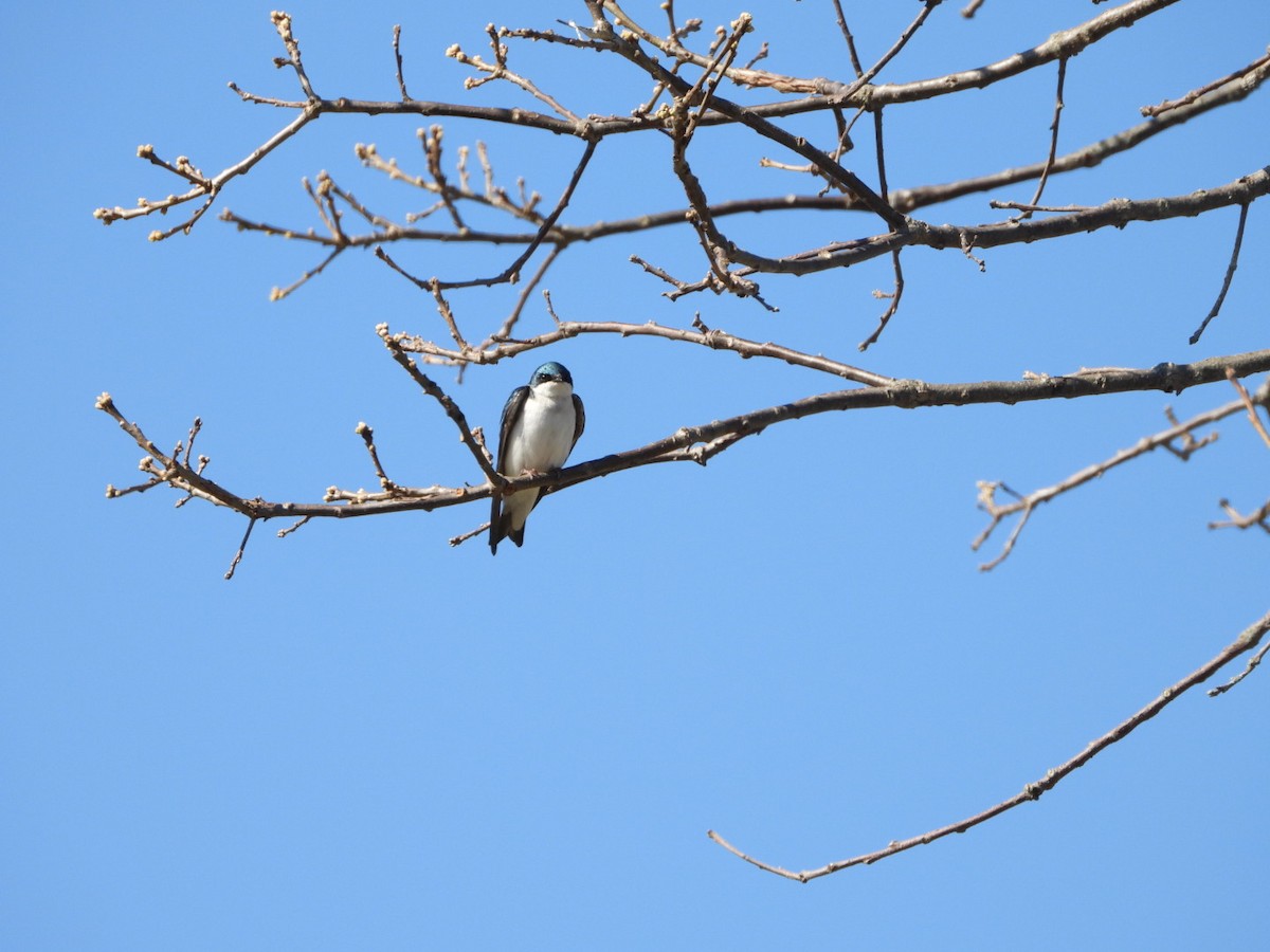 Tree Swallow - Spence Brennick