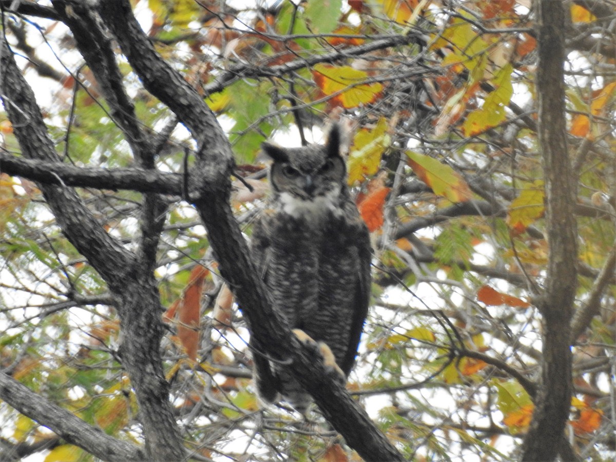 Great Horned Owl - Marco Costa