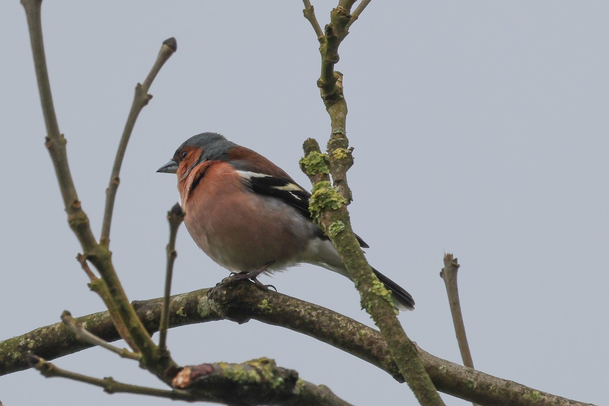 Common Chaffinch - Phil Kenny