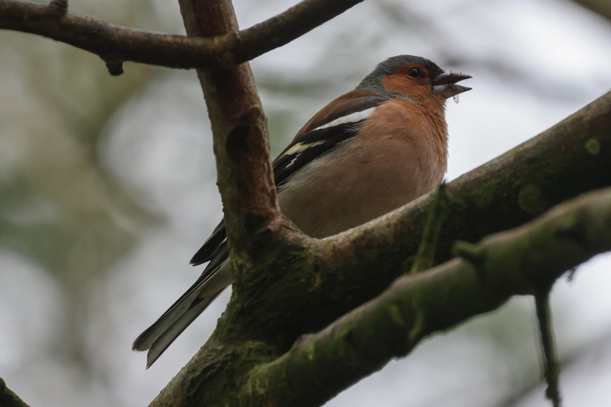 Common Chaffinch - Phil Kenny