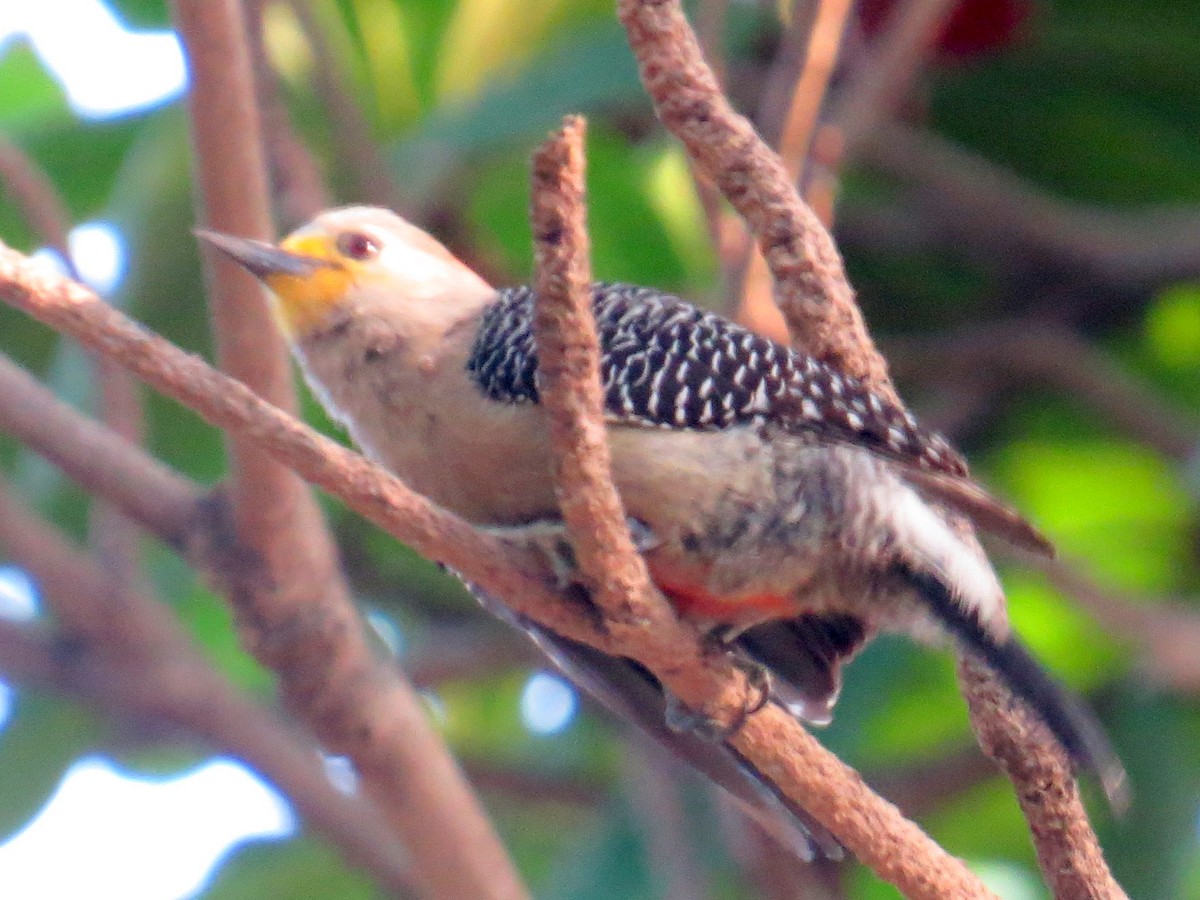Yucatan Woodpecker - ML618020513