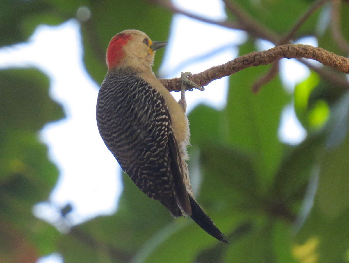 Yucatan Woodpecker - ML618020514