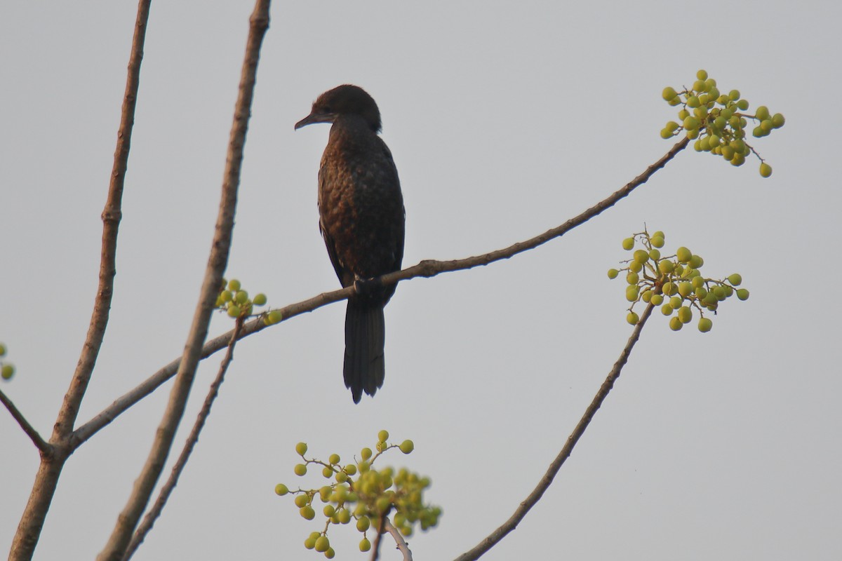 Little Cormorant - Anshuman Sarkar