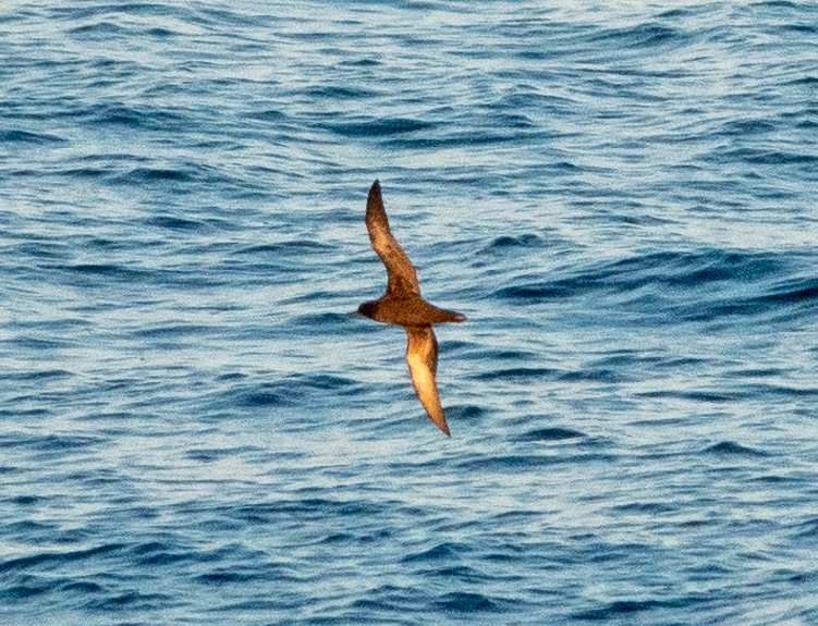 Pink-footed Shearwater - ML618020520
