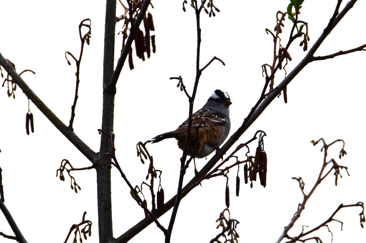 White-crowned Sparrow - ML618020530