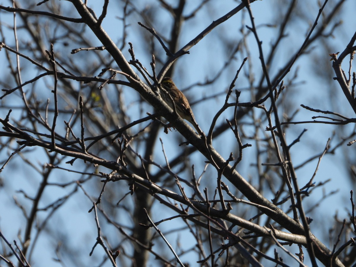 Savannah Sparrow - Spence Brennick