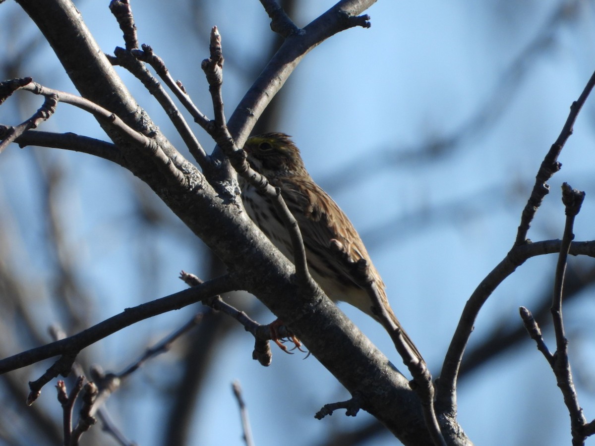 Savannah Sparrow - ML618020540