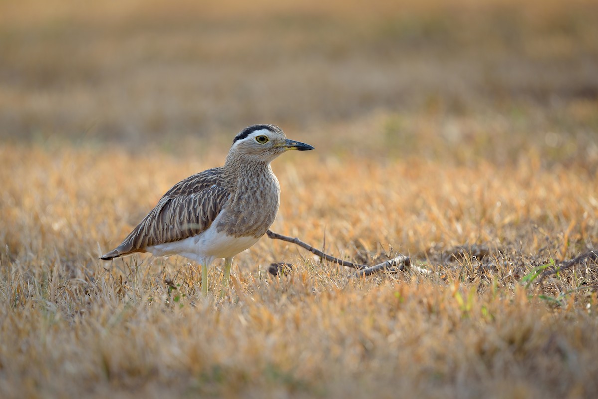 Double-striped Thick-knee - ML618020597