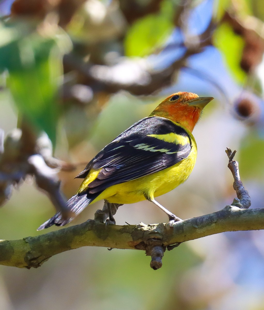 Western Tanager - ML618020598