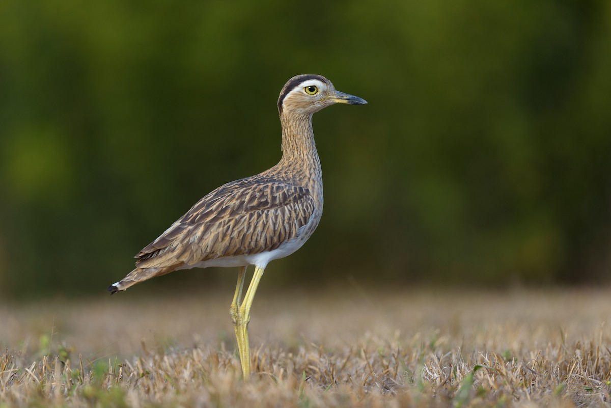 Double-striped Thick-knee - ML618020599