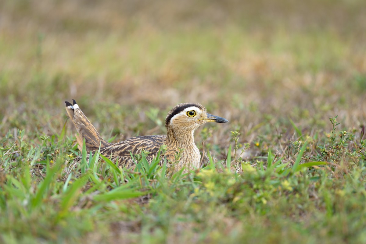 Double-striped Thick-knee - Christopher Becerra