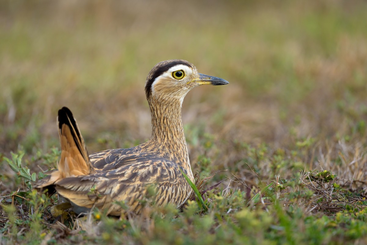 Double-striped Thick-knee - Christopher Becerra