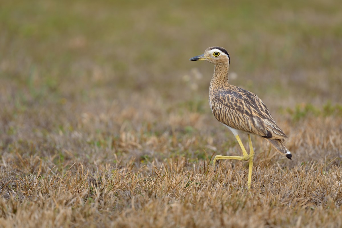 Double-striped Thick-knee - ML618020608
