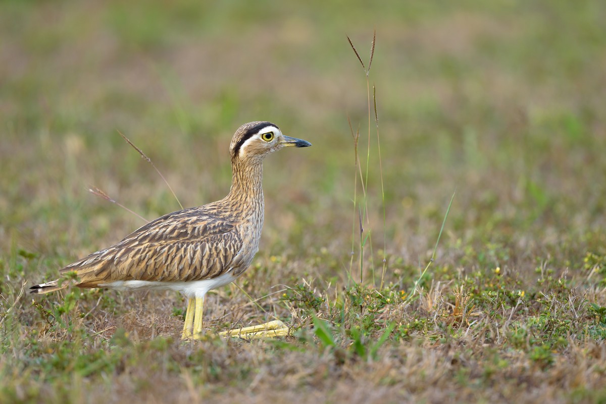 Double-striped Thick-knee - ML618020611