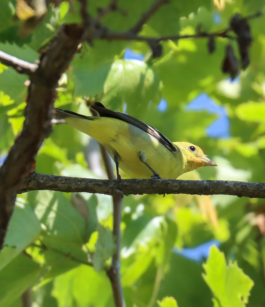 Western Tanager - ML618020616