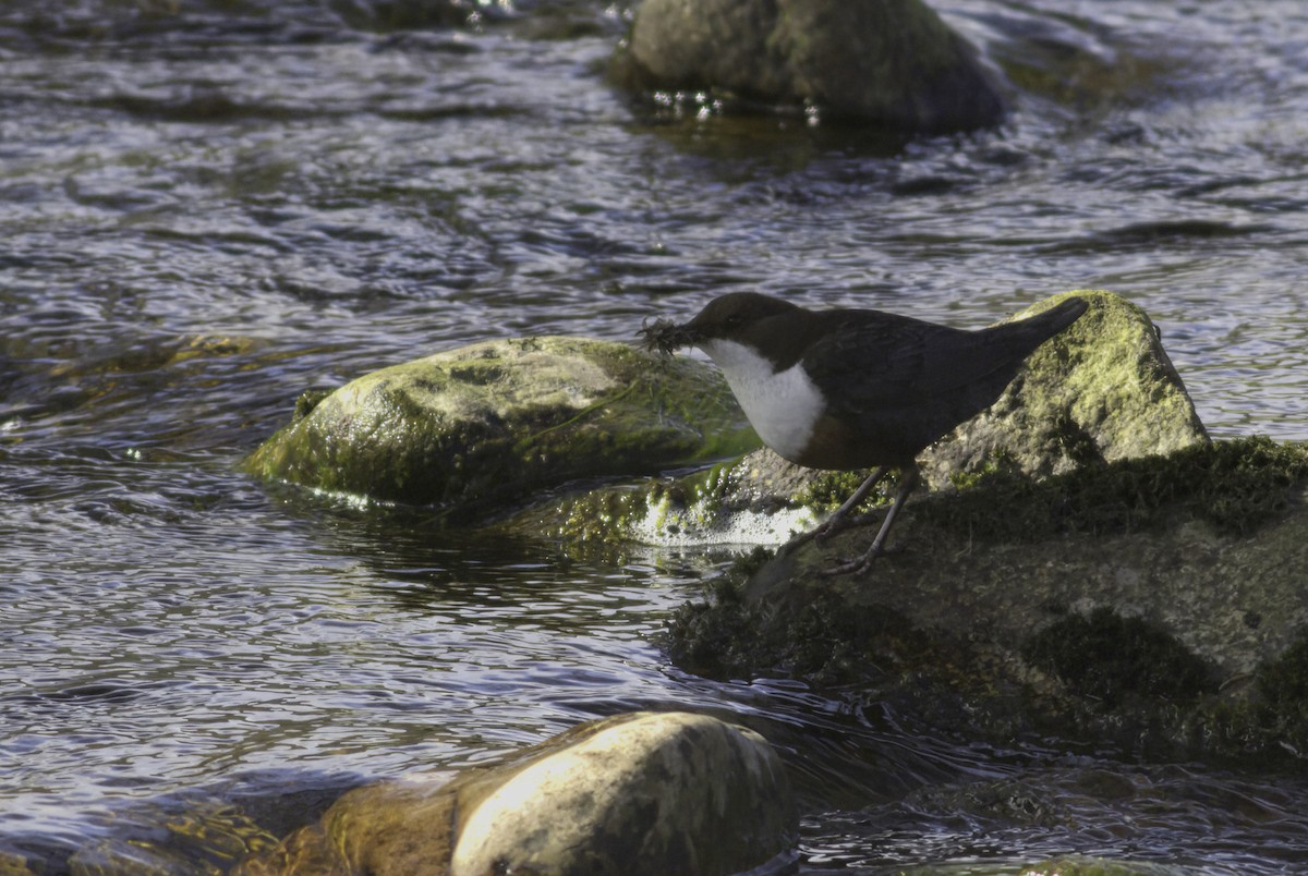 White-throated Dipper - Andy Benson