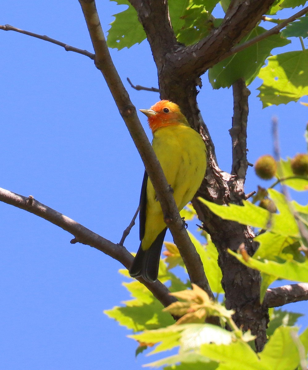 Western Tanager - ML618020625