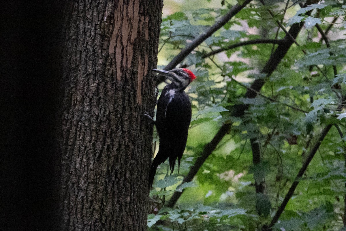 Pileated Woodpecker - ML618020638